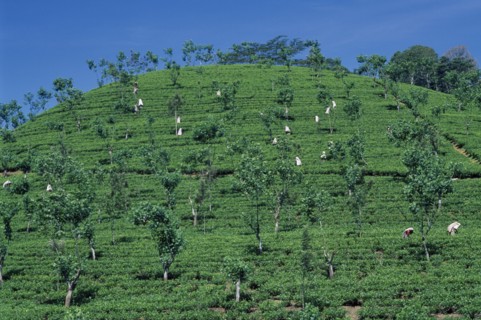 SRI LANKA, Nuwara Eliya, Tamil women picking tea on plantation hillside.