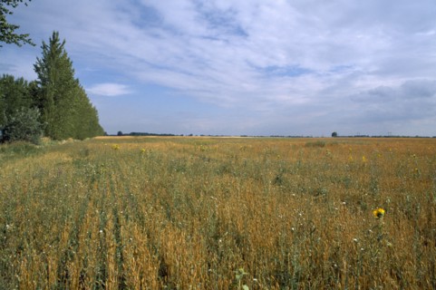 HUNGARY, Great Hungarian Plain, Expanse of agricultural land.