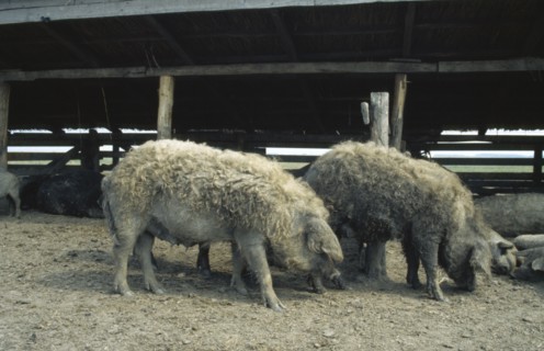 HUNGARY, Great Hungarian Plain, Ancient breed of curly coated Mangalica pig.