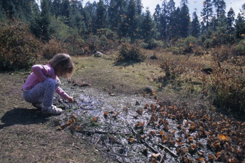 MEXICO, Michoacan State, El Rosario Butterfly Sanctuary, Little girl crouched on ground surrounded