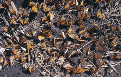MEXICO, Michoacan State, El Rosario Butterfly Sanctuary, Mass of Monarch butterflies settled on