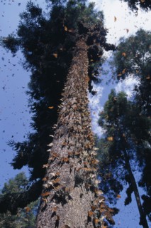 MEXICO, Michoacan State, El Rosario Butterfly Sanctuary, Mass of Monarch butterflies on trunk of