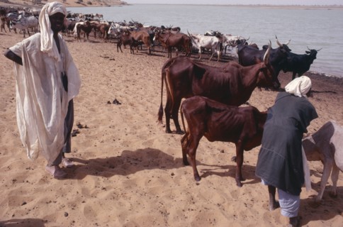 NIGER, Agriculture, Men standing with herd of cattle next to water.