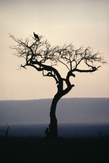 TANZANIA, Birds, Tree with a vulture perched on branch in dusk light.