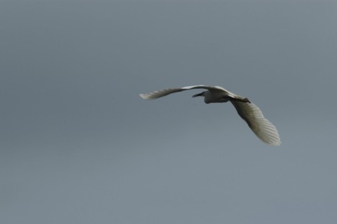 ROMANIA, Tulcea, Danube Delta, White pelican in full flight at Danube Delta Biosphere Reserve