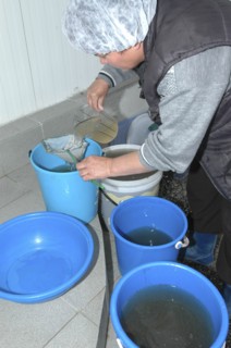 ROMANIA, Tulcea, Isaccea, Female employee filtering plankton to feed sturgeon fry in the Casa