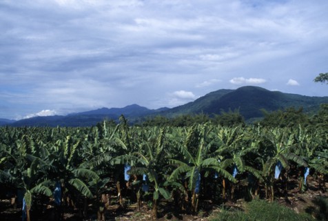 JAMAICA, St Thomas, Banana plantation.