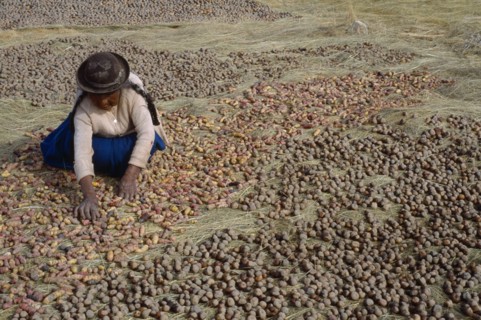 BOLIVIA, La Paz, Lake Titicaca, Isla del Sol.  Indian woman laying out potatoes to freeze dry in