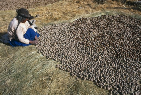 BOLIVIA, La Paz, Lake Titicaca, Isla del Sol.  Indian woman laying out potatoes to freeze dry in