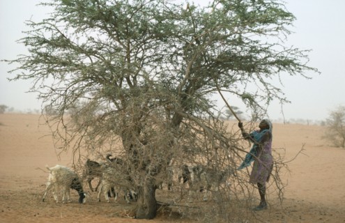SUDAN, North Kordofan, Farming, Woman shaking leaves off  Acacia tree to feed goat herd.