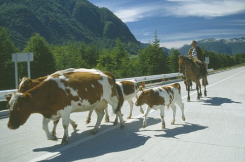 CHILE, Agriculture, Cattle, Gaucho on horseback driving cattle along road in Southern Patagonia