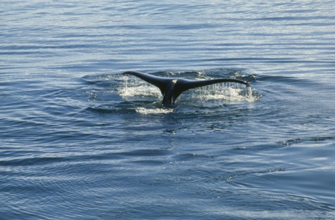 ANTARCTICA, Antarctic Peninsula, Crystal Sound, Humpback Whale breaching water.