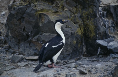 ANTARCTICA, Antarctic Peninsula, Livingstone Island, Hannah Point.  Blue eyed shag.