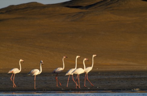 NAMIBIA, Walvis Bay, Flock of Greater Flamingoes walking along the edge of the shallow salt pans
