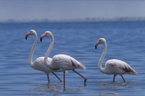 NAMIBIA, Walvis Bay, Flock of Greater Flamingoes wading in the shallow salt pans with the lagoon