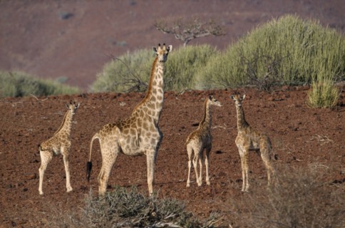 NAMIBIA, Damaraland, Giraffes standing in the arid desert landscape