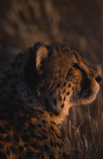 NAMIBIA, General, Profile shot of a Cheetah in warm evening light