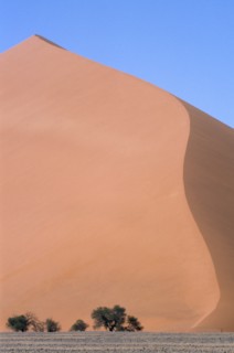 NAMIBIA, Namib Desert, Orange sand dunes with small trees at the base and blue sky above