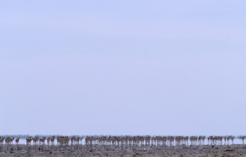 NAMIBIA, Etosha National Park, Line of Springbok walking in mirage of intense summer heat across