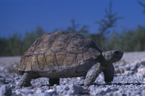 NAMIBIA, Etosha National Park, Tortoise walking on gravel