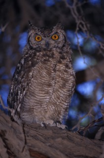NAMIBIA, Etosha National Park, Close up of a Spotted Eagle Owl sitting on an acacia tree branch
