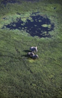 BOTSWANA, Okovango Delta, Aerial view looking down on Elephants in green landscape