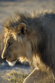 NAMIBIA, Etosha National Park, Profile shot of a Male Lion in the early morning light