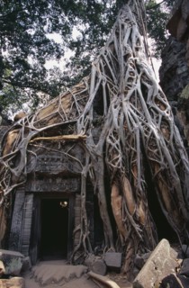 CAMBODIA, Siem Reap Province, Angkor, Ta Prohm.  Doorway of twelth century Buddhist temple amongst