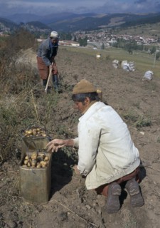 BULGARIA, Koprivshtitsa, Men harvesting potatoes