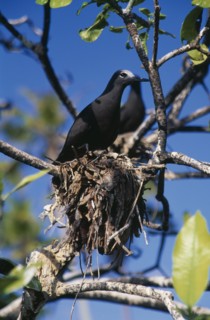 SEYCHELLES, Aride Island, Lesser Noddy nesting.