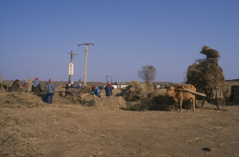 NORTH KOREA, Hwanghae Bukto, Unpa County, Threshing rice crop.
