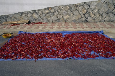 SOUTH KOREA, Inchon, Red chilli peppers left out to dry in the sun on pavement.