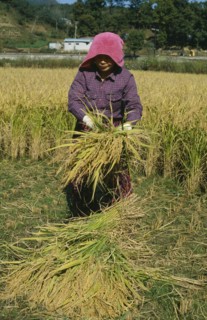 SOUTH KOREA, Farming, Woman harvesting rice.