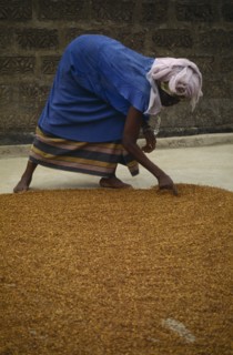 SIERRA LEONE, Agriculture, Woman spreading grain on the ground to dry