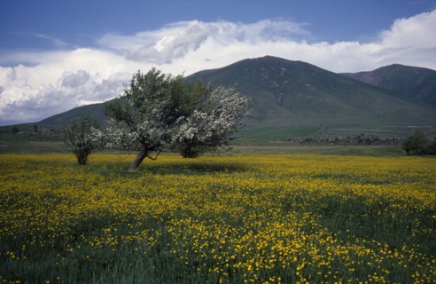 ARMENIA, Landscape, View towards tree in field of buttercups in springtime