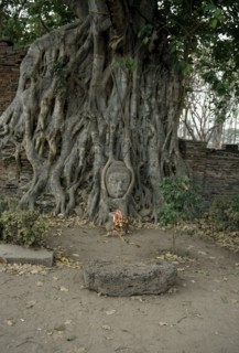 THAILAND, Ayutthaya, Buddha head embedded in Ancient tree.