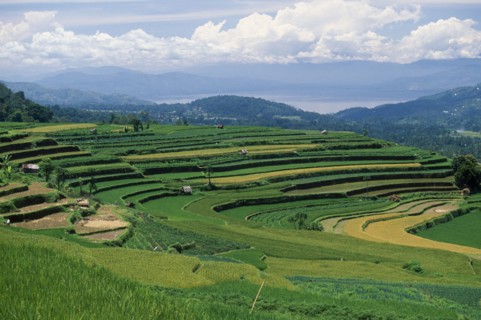 INDONESIA, Sumatra, Bukittingi, Minangkabau tribal rice terraces