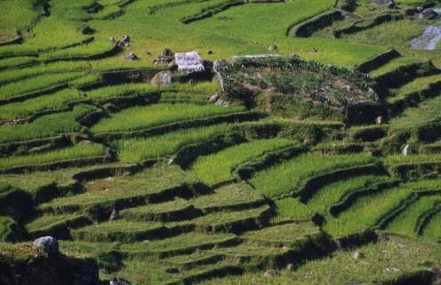 INDONESIA, Toraja, Rice terraces