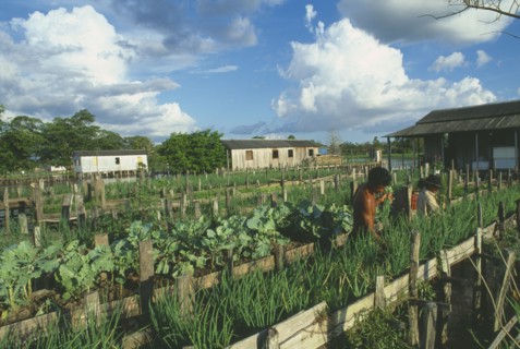 BRAZIL, Amazonas, Sitio Sao Jose, People working on raised vegetable beds along the River Amazon