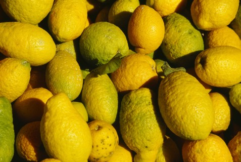 ITALY, Sicily, Palermo, Close view of cedro Sicilian lemons.