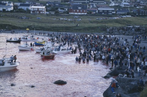 DENMARK, Faroe Islands, Streymoy Island, Torshavn.  Grindadrap traditional killing of pods of pilot