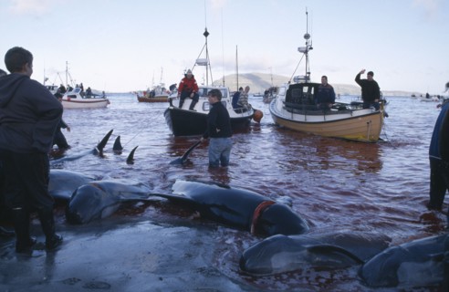 DENMARK, Faroe Islands, Streymoy Island, Torshavn.  Grindadrap traditional killing of pods of pilot