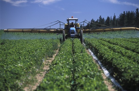 SOUTH AFRICA, Western Cape, Stellenbosch, Agricultural farm labourer spraying strawberry fields at