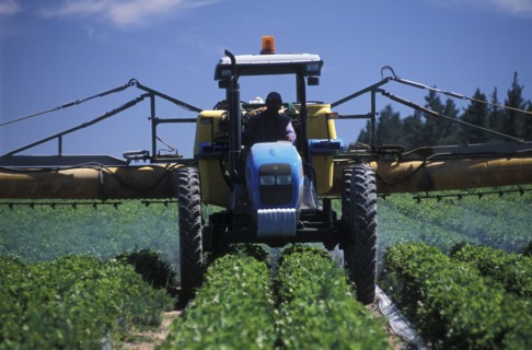 SOUTH AFRICA, Western Cape, Stellenbosch, Agricultural farm labourer spraying strawberry fields at