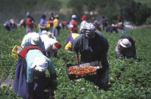 SOUTH AFRICA, Western Cape, Stellenbosch, Agricultural farm labourers picking strawberries at