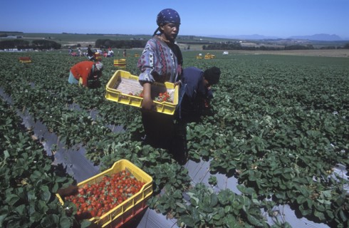 SOUTH AFRICA, Western Cape, Stellenbosch, Agricultural farm labourers picking strawberries at