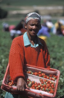 SOUTH AFRICA, Western Cape, Stellenbosch, Agricultural farm labourer with a basket of strawberries