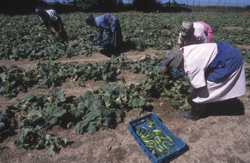 SOUTH AFRICA, Western Cape, Stellenbosch, Agricultural farm labourers picking cucumbers at Mooiberg