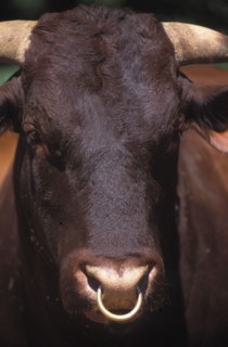 SOUTH AFRICA, Western Cape, Stellenbosch, Portrait of a domestic bull cattle at Mooiberg fruit and
