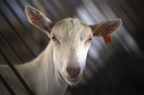 SOUTH AFRICA, Western Cape, Stellenbosch, Portrait of a goat prior to being milked at Fairview